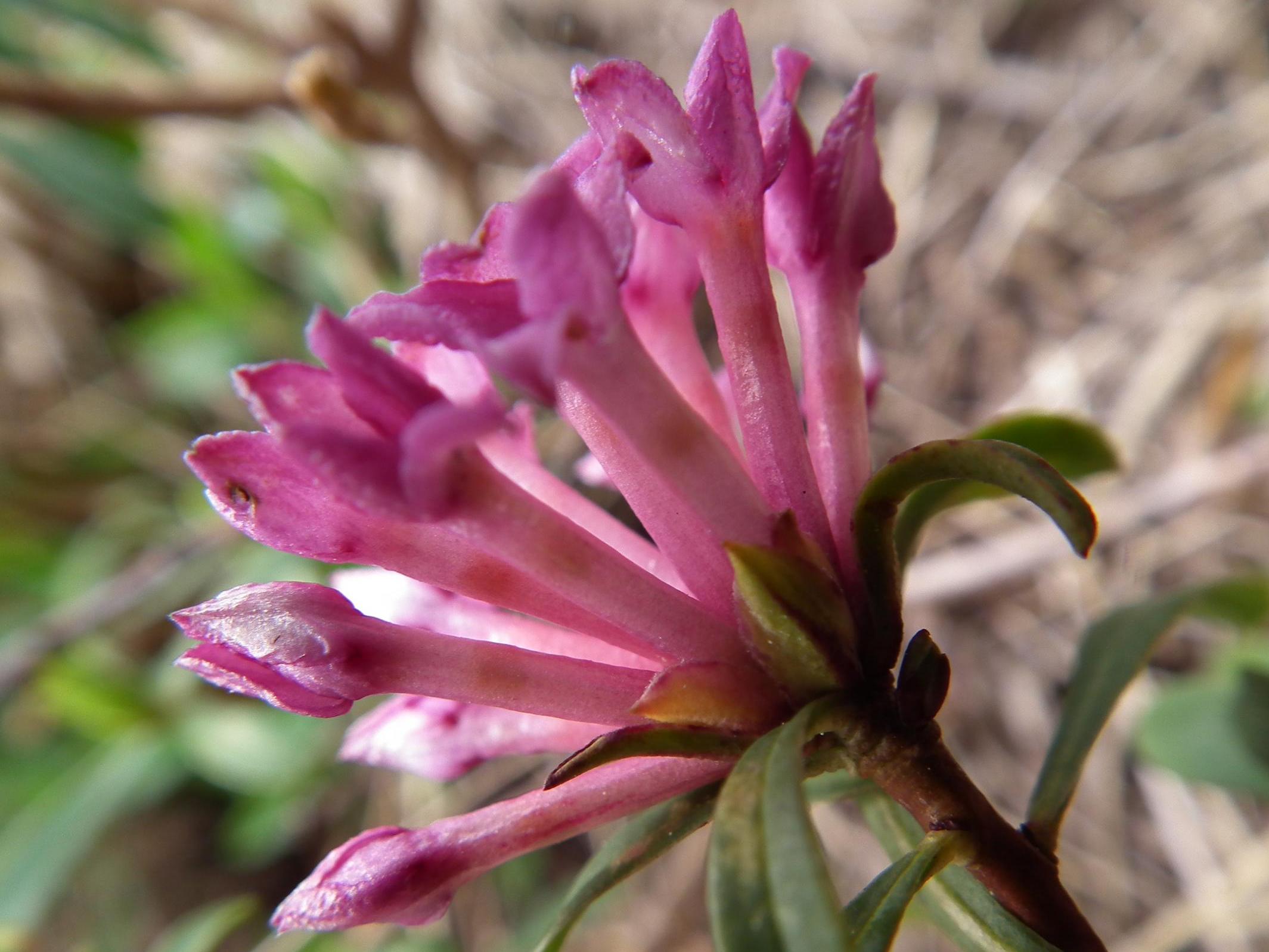 Daphne cneorum o  Daphne striata?